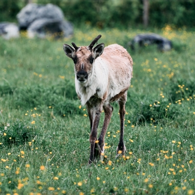 Caribou - De Zonnegloed - Refuge pour animaux